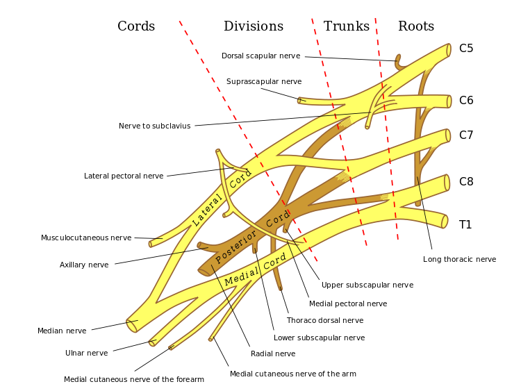 Diagram of brachial plexus