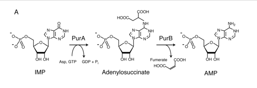 Diagram of reactions taking place in forming AMP from IMP