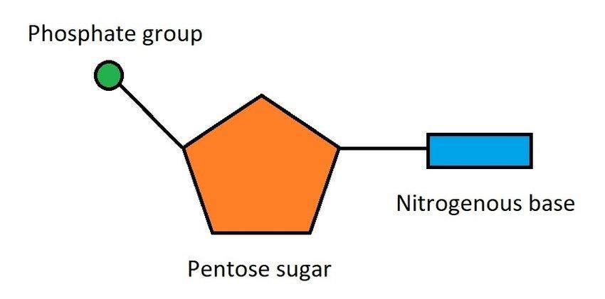 Diagram of a Nucleotide